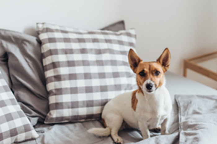 Simple Ways to Make Your Apartment Pet Friendly